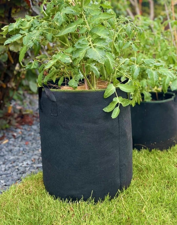 Culture tomates dans les sacs à planter