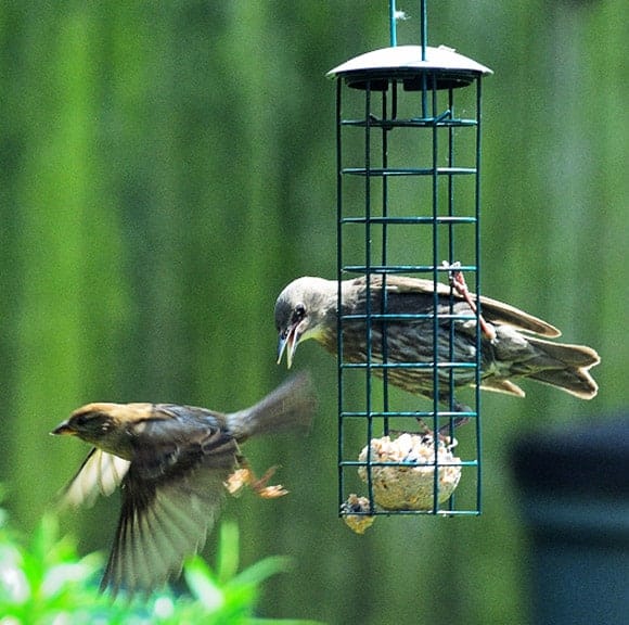 Mangeoires pour nourrir et attirer les oiseaux dans votre jardin tout au long de l'année