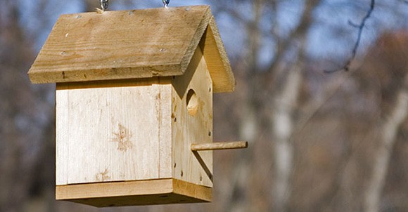 Invitez les oiseaux à trouver refuge et nourriture dans votre jardin