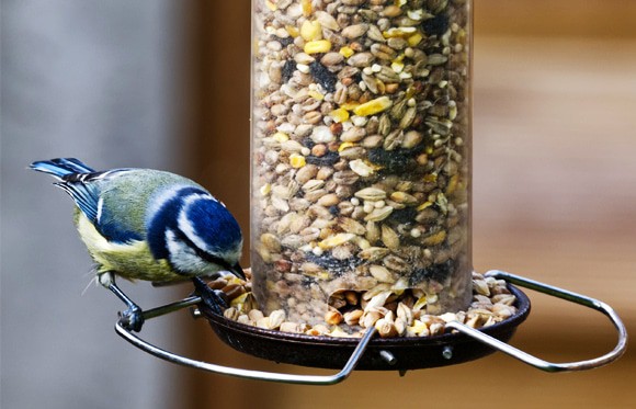 Mangeoires accrochées aux arbres pour attirer et nourrir les oiseaux