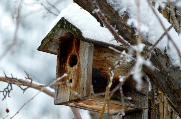 Le nichoir est un abri sur pour les oiseaux en période hivernale
