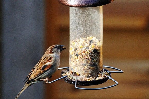Mangeoire pour oiseaux incluant un plateau et un distributeur automatique de graines