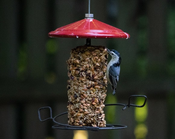 Mangeoire pour oiseaux équipée d'un système d'accroche pour faciliter l'installation