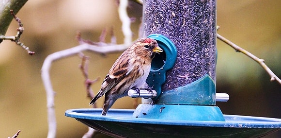 Mangeoire propre et bien entretenue pour garantir la santé et le bien-être des oiseaux dans le jardin