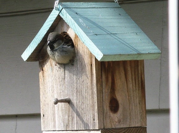 Un oiseau perché à l'entrée de son nichoir en bois surveillant attentivement les alentours